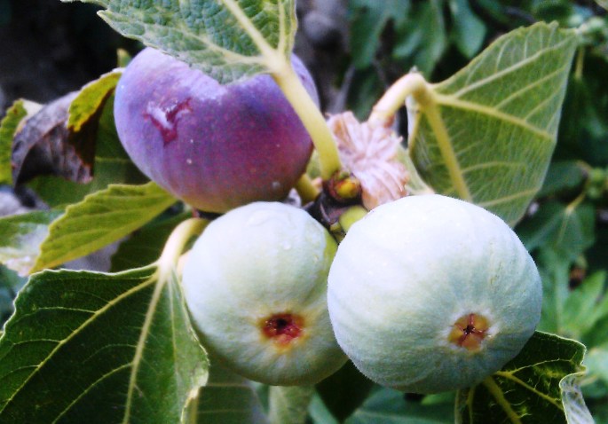 figs