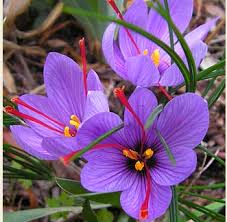 saffron crocus