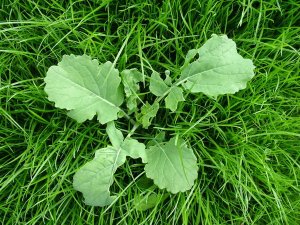 Wild Cabbage